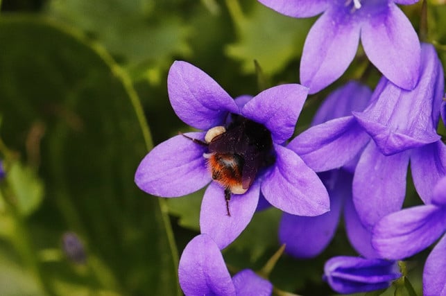 die-blueten-der-glockenblume-bieten-nahrung-fuer-zah-cc0-pixabay-9883074-190331_download Die Blüten der Glockenblume bieten Nahrung für zahlreiche Insekten.