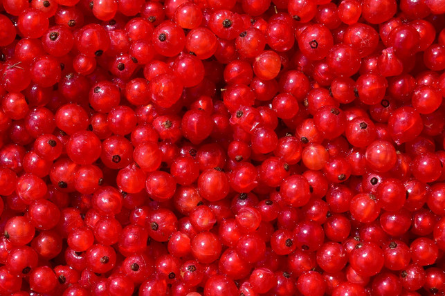 wenn-die-beeren-gewaschen-und-von-den-rispen-gestr-cc0-pixabay-ulleo-180628_download Wenn du die Beeren gewaschen und von den Rispen gestreift hast, sind sie bereit zum Einfrieren.
