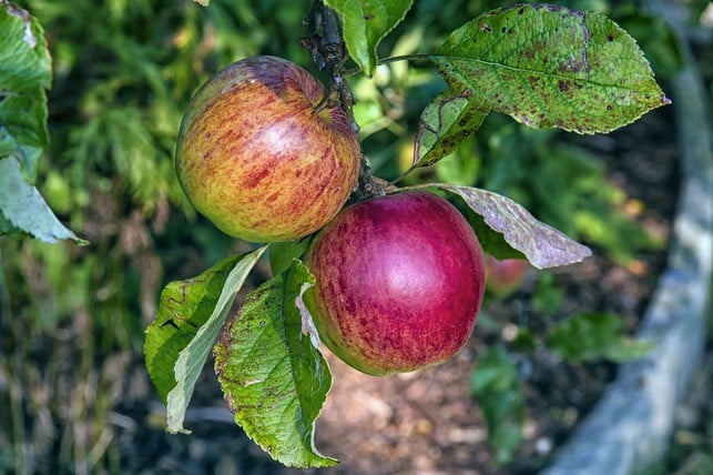 einige-sorten-wie-der-boskoop-apfel-sind-resistent-cc0-pixabay-wolfblur-200423_download Einige Sorten wie der Boskoop-Apfel sind resistent gegen Apfelschorf.