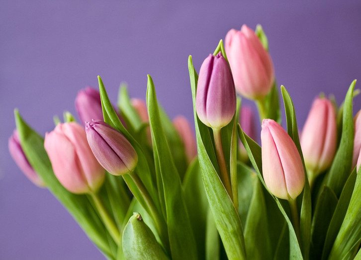 Diese 2 Hausmittel halten Tulpen lnger frisch - Utopia.de