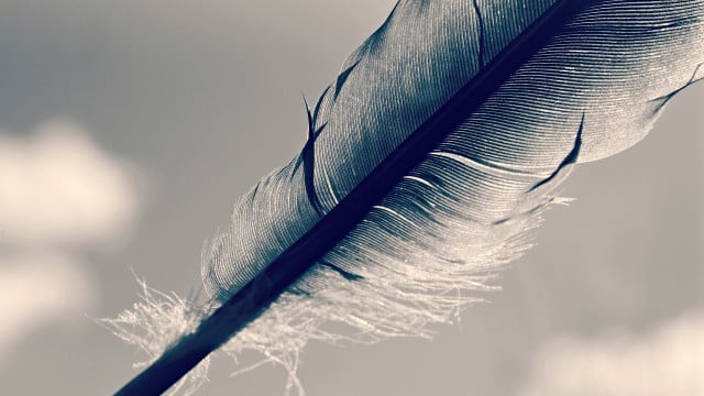 vogelfeder-mitnehmen-cc0-pixabay-mabelamber-240406 Vogelfeder mitnehmen