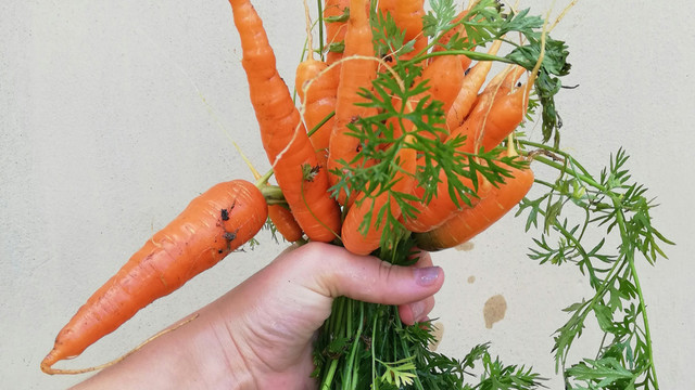Hand hält einen Bund orangefarbener Karotten mit grünen Blättern vor einem hellen Hintergrund.