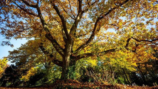 Baum des Jahres 2025 gewählt: Kannst du ihn benennen? Baum des Jahres 2025 gewählt: Kannst du ihn benennen?