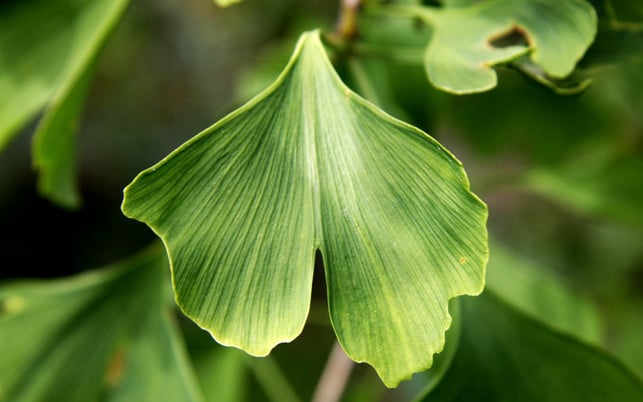 Ginkgo Ginkgo (im Bild), Ginseng & Co gegen Gedächtnisverlust: für Öko-Test fehlen belegte Wirkungen