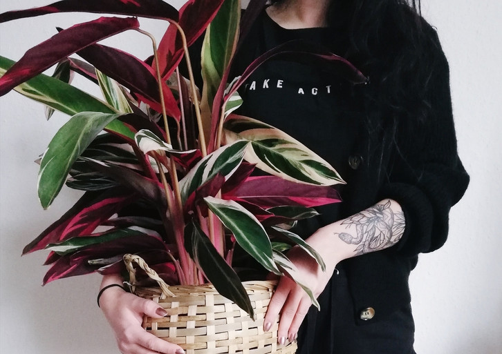 drachenbaum weiße flecken am stamm Dracaena lemon lime (Drachenbaum) kaufen main image 1