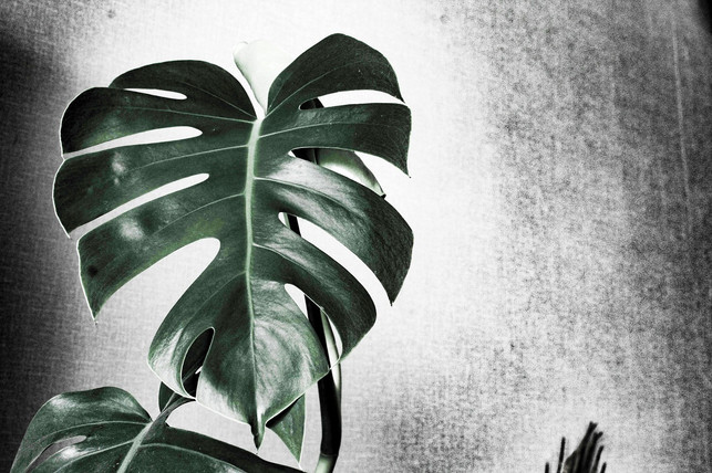 die-pflege-der-monstera-faengt-mit-dem-richtigen-st-cc0-pixabay-diana_lazartseva-231211_download Die Pflege der Monstera fängt mit dem richtigen Standort an.