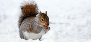 Winteranfang 2020: Datum und Tipps für einen nachhaltigen Winter