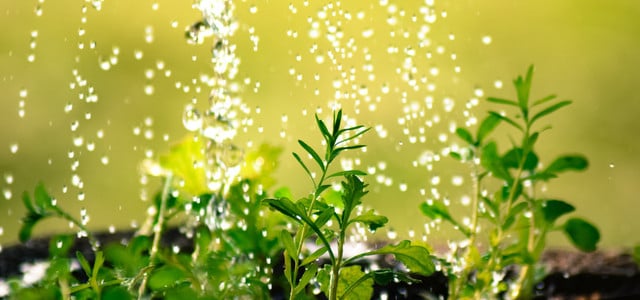 pflanzen gießen wasser kostenlos gartentrick