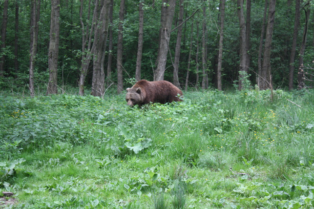 der-baerenwald-mueritz-ist-das-groesste-baerenzentrum-w-luise-rau-200619_download Der Bärenwald Müritz ist das größte Bärenzentrum Westeuropas.