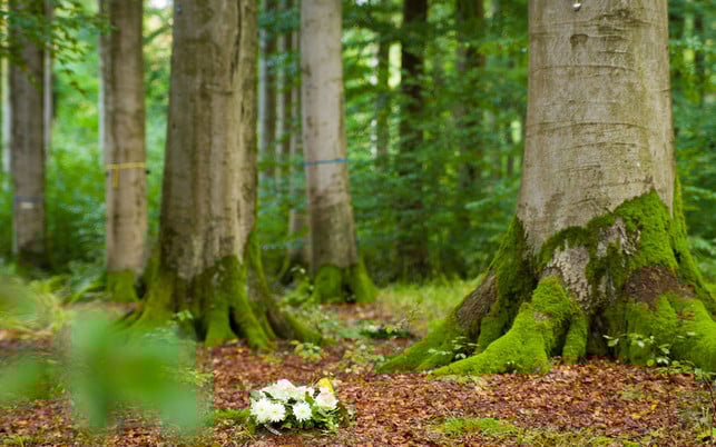 sterben-friedwald-w-Zauberkugel-Studio-170510-1280x800 Waldbestattung - Freidwald