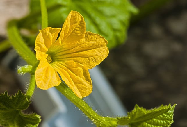 die-luffa-pflanze-braucht-fruchtbaren-boden-und-gl-cc0-pixabay-petrganaj-220129_download Die Luffa-Pflanze braucht fruchtbaren Boden und gleichmäßige Feuchtigkeit.