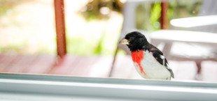 Vogelschlag