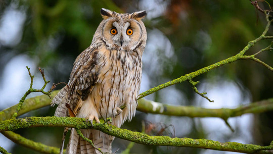 Vogel des Jahres 2026: Diese stehen zur Auswahl und hier kannst du abstimmen Vogel des Jahres 2026: Diese stehen zur Auswahl und hier kannst du abstimmen