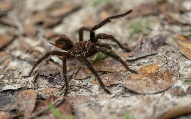 Markus Mauthe Artensterben