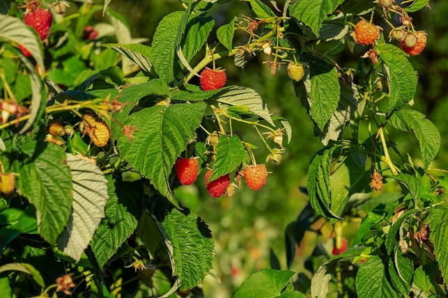 eine-wurzelsperre-ist-auch-bei-himbeeren-notwendig-cc0-pixabay-couleur-200222_download Eine Wurzelsperre ist auch bei Himbeeren notwendig.