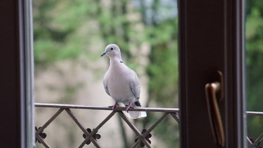 taube-gefunden-cc0-pixabay-rolloe-231228 Taube gefunden