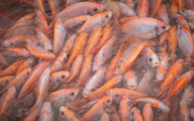 Tilapia in Aquakultur: Massentierhaltung unter Wasser Tilapia in Aquakultur: Massentierhaltung unter Wasser