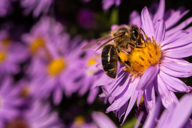 am-standort-deines-insektenhotels-sollten-viele-bl-cc0-pixabay-lichtsammler-190510_download Am Standort deines Insektenhotels sollten viele blütenreiche Pflanzen wachsen.