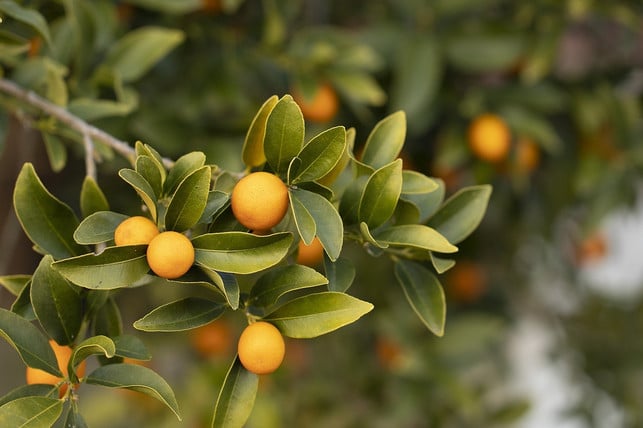 der-ursprung-von-satsumas-liegt-in-japan-cc0-pixabay-brucehall-241021_download Der Ursprung von Satsumas liegt in Japan.