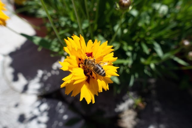 bienen-und-andere-insekten-fliegen-die-blueten-des-cc0-pixabay-mobsi-201102_download Bienen und andere Insekten fliegen die Blüten des Mädchenauges gern an.