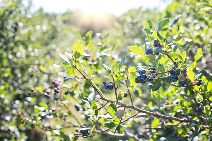 Heidelbeeren pflanzen: So pflegst und schneidest du Blaubeer-Strucher -  Utopia.de