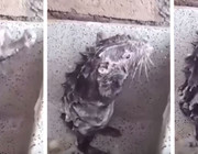 Duschende Ratte Video viral