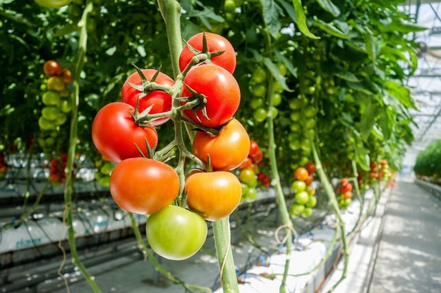 damit-wir-ganzjaehrig-tomaten-essen-koennen-wachsen-cc0-pixabay-davehan2016-221001_download Damit wir ganzjährig Tomaten essen können, wachsen sie in Spanien in riesigen Gewächshausern.