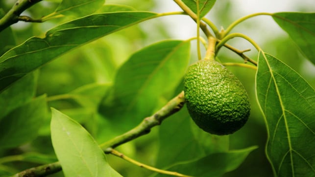 Ein Avocado-Baum, an dem eine noch grüne Avocado wächst Ein Avocado-Baum, an dem eine noch grüne Avocado wächst