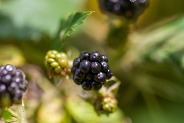 im-erscheinungsbild-ist-die-brombeere-runder-als-d-cc0-pixabay-nickype-230705_download Im Erscheinungsbild ist die Brombeere runder als die Maulbeere.