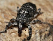 Seltener Käfer in Berlin: Der Fund ist keine gute Nachricht