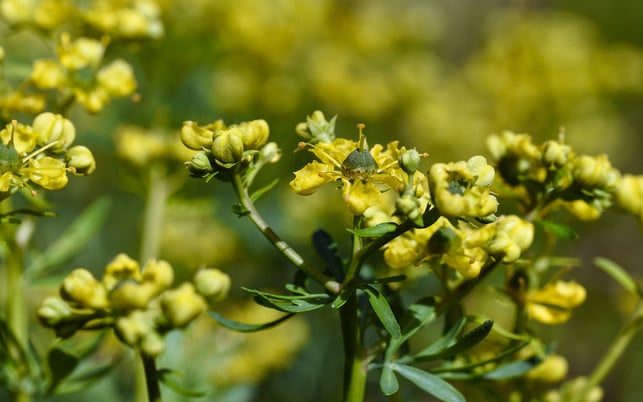 Common rue (Ruta graveolens) domestic remedy and medicinal herb, Die Blüten der Weinraute