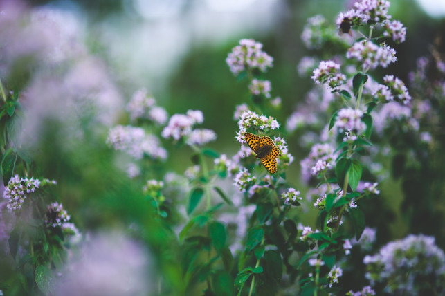 wilder-majoran-zieht-bienen-und-schmetterlinge-an-cc0-pixabay-kaboompics-190829_download Wilder Majoran zieht Bienen und Schmetterlinge an.