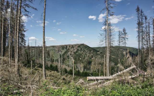 klimawandel-anpassen-strategien-waldsterben-us-johannes-schenk-201104-1280x800-1 Waldsterben lösen: Anpassungen an Klimawandel