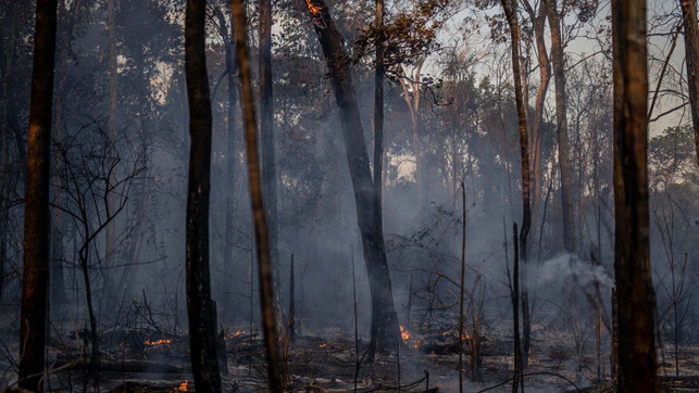 grad.jetzt_Regenwald Amazonas Regenwald