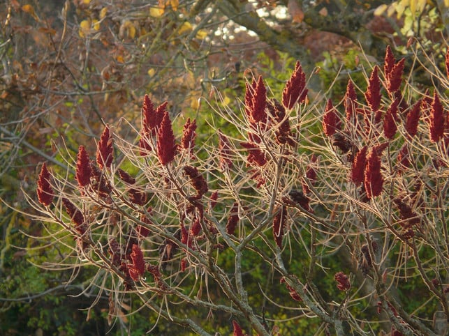 der-essigbaum-bildet-kolbenartig-wachsende-steinfr-cc0-pixabay-hans-200206_download Der Essigbaum bildet kolbenartig wachsende Steinfrüchte aus, die von Vögeln gefressen werden.