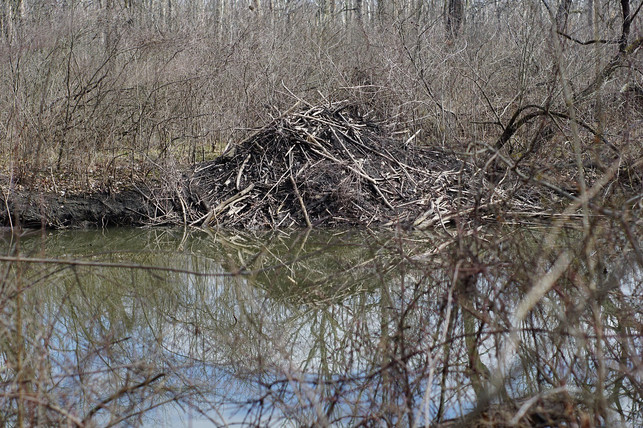 ein-biberdamm-hier-fungiert-der-biber-als-oekosyst-cc0-pixabay-arthurpalac-200522_download Ein Biberdamm: Hier fungiert der Biber als Ökosystem-Ingenieur