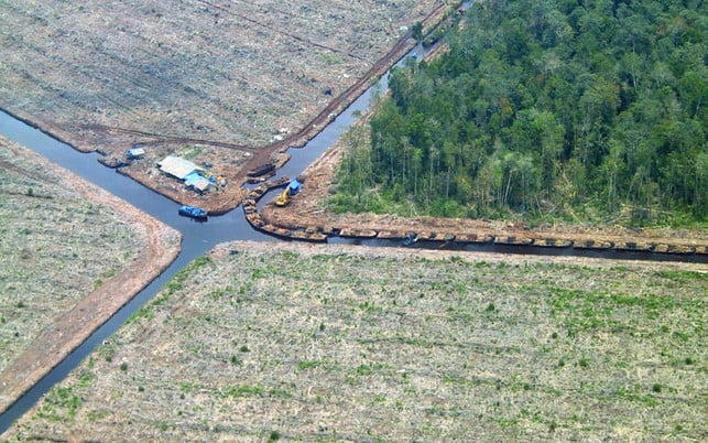 bio-palmoel-waldrodung-z-wwf-160909-960x600 Waldrodungen, Trockenlegungen, Zerstörung: Immer noch häufige Probleme im Ölpalmen-Anbau in Südostasien. Kann Bio-Palmöl sie lösen?