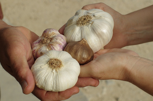 knoblauch-ist-eine-alte-heilpflanze-cc0-pixabay-maisonboutarin-180518_download Knoblauch ist eine alte Heilpflanze. Mit dem Rezept für Knoblauchtee kannst du seine gesundheitsfördernden Eigenschaften nutzen.