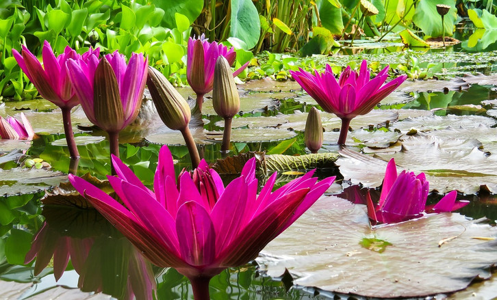 Seerose: Pflanzen, Pflegen und Wissenswertes - Utopia.de