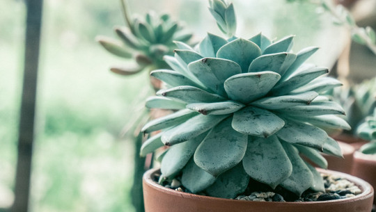 zimmerpflanzen-im-winter-cc0-pixabay-nguyenngochien-250113 Zimmerpflanzen im Winter