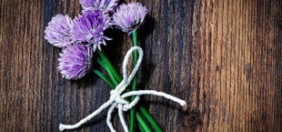 Schnittlauchblüten