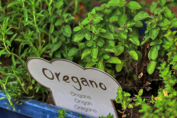 Oregano pflanzen und pflegen: So wchst er im Topf oder Garten - Utopia.de