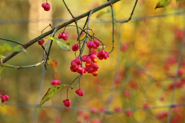 seine-farbenfrohen-fruechte-machen-das-pfaffenhuetch-cc0-pixabay-rihaij-190925_download Seine farbenfrohen Früchte machen das Pfaffenhütchen zu einem beliebten Zierbaum.