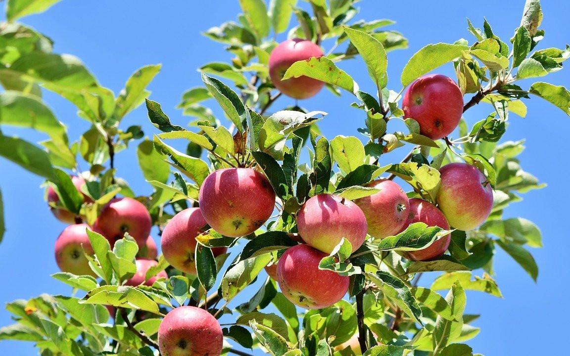 Sulenapfel: Wie du den Baum pflanzt, schneidest und pflegst - Utopia.de
