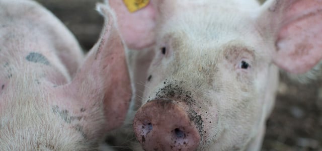 Das staatliche Tierwohllabel soll Verbraucher beim Fleischkauf besser informieren