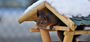 winter garten tiere