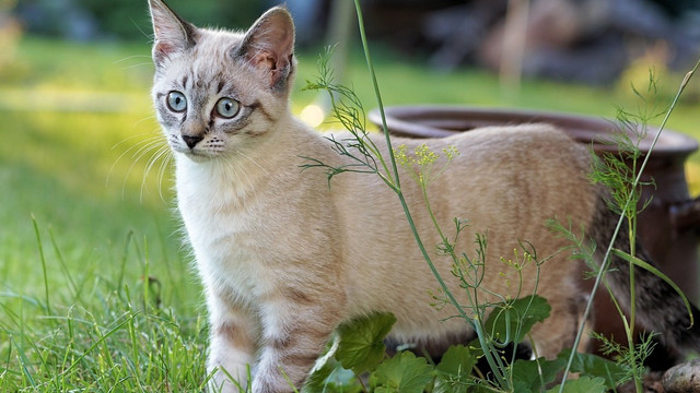 Katze vertreiben Mit diesen sanften Methoden wird dein Garten