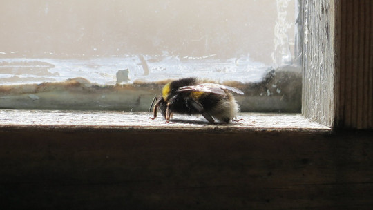 insekt-fenster-cc0-pixabay-2751030-230709 insekt fenster