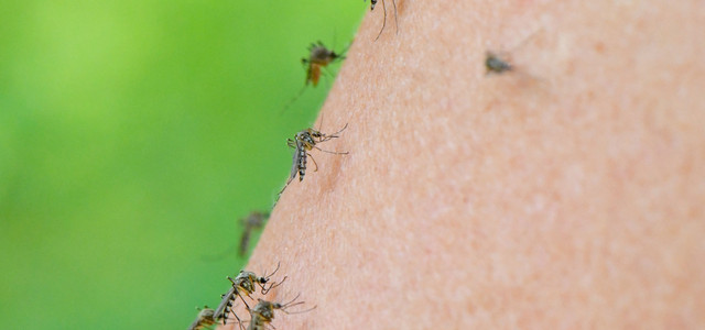 “Barbecue evening no longer possible”: Which mosquitoes are dangerous – not just tiger mosquitoes (Photo: Patrick Pleul/dpa-Zentralbild/dpa) “Barbecue evening no longer possible”: Which mosquitoes are dangerous – not just tiger mosquitoes