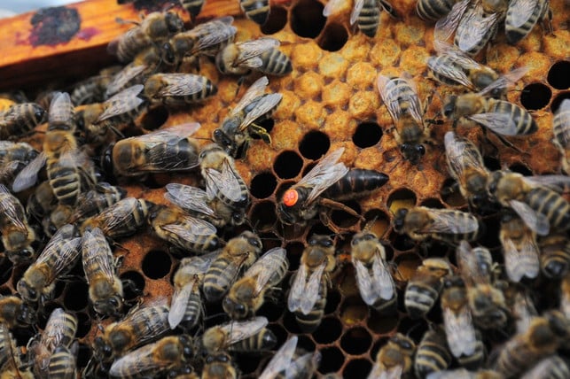 die-bienenkoenigin-zeichnet-sich-durch-ihre-groesse-a-cc0pixabaymaria-anne-181207_download Die Bienenkönigin ist größer als die übrigen Bienen, dank des Gelée Royal Futters.